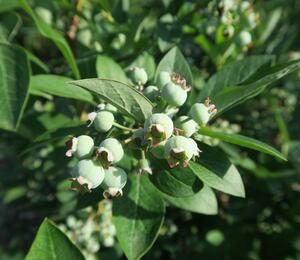 Borůvka chocholičnatá, kanadská borůvka 'Berkeley' - Vaccinium corymbosum 'Berkeley'