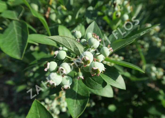 Borůvka chocholičnatá, kanadská borůvka 'Berkeley' - Vaccinium corymbosum 'Berkeley'