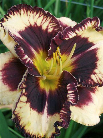 Denivka 'Moussaka' - Hemerocallis 'Moussaka'