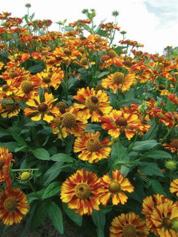 Záplevák podzimní 'Can Can' - Helenium 'Can Can'