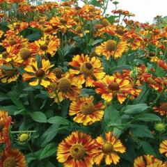 Záplevák podzimní 'Can Can' - Helenium 'Can Can'