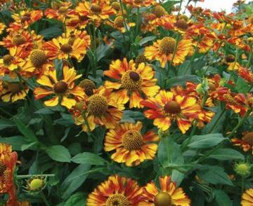 Záplevák podzimní 'Can Can'