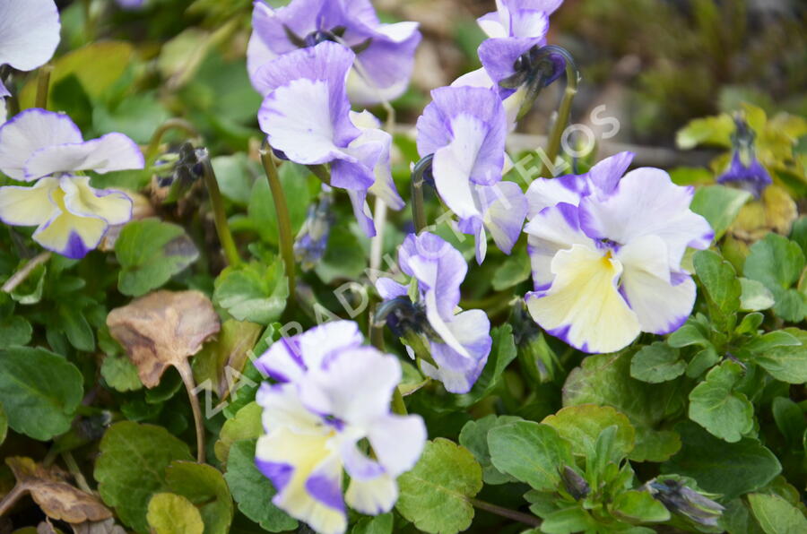 Violka australská, břečťanolistá 'Columbine' - Viola hederacea 'Columbine'