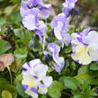 Violka australská, břečťanolistá 'Columbine' - Viola hederacea 'Columbine'