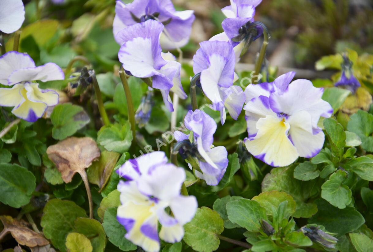 Violka australská, břečťanolistá 'Columbine' - Viola hederacea 'Columbine'