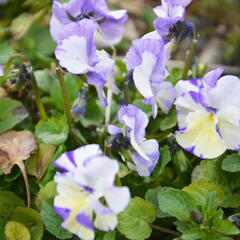 Violka australská, břečťanolistá 'Columbine' - Viola hederacea 'Columbine'