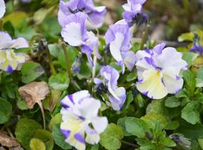 Violka australská, břečťanolistá 'Columbine' - Viola hederacea 'Columbine'