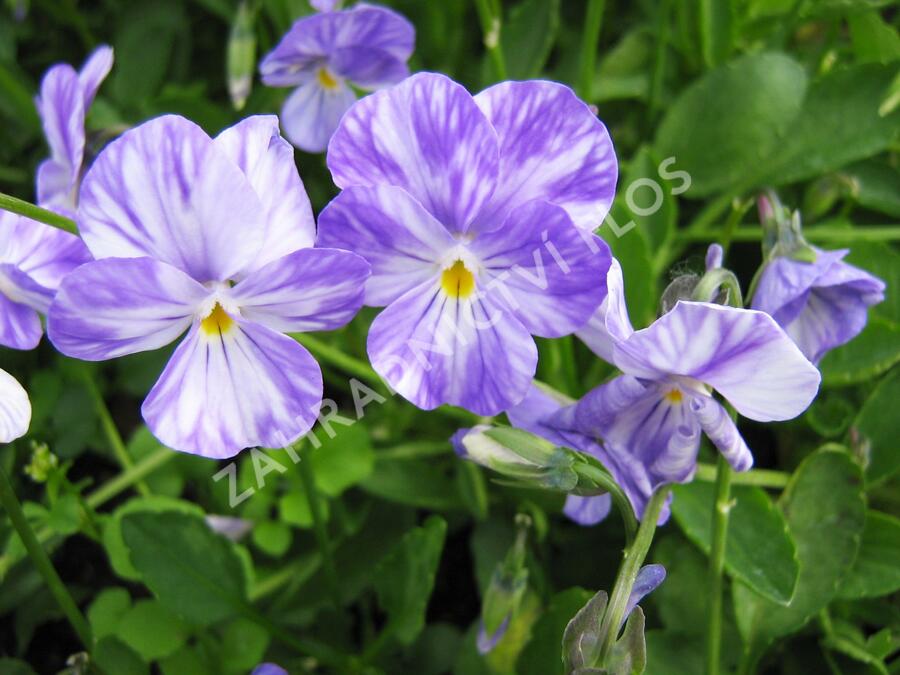 Violka australská, břečťanolistá 'Columbine' - Viola hederacea 'Columbine'