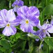 Violka australská, břečťanolistá 'Columbine' - Viola hederacea 'Columbine'