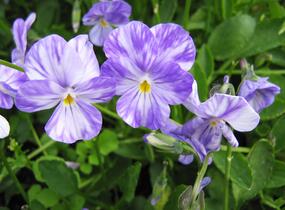 Violka australská, břečťanolistá 'Columbine' - Viola hederacea 'Columbine'