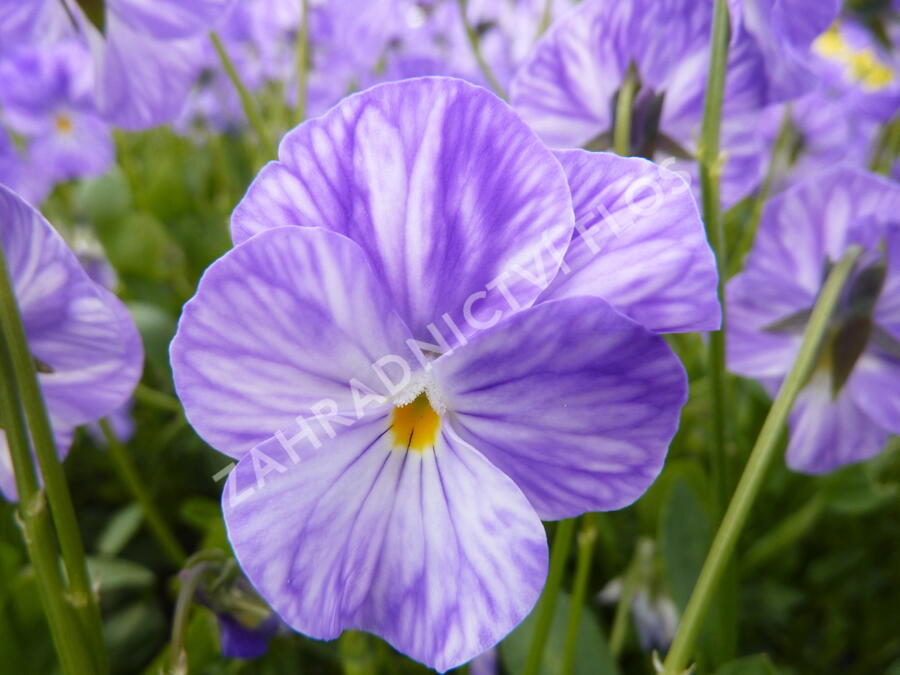 Violka australská, břečťanolistá 'Columbine' - Viola hederacea 'Columbine'