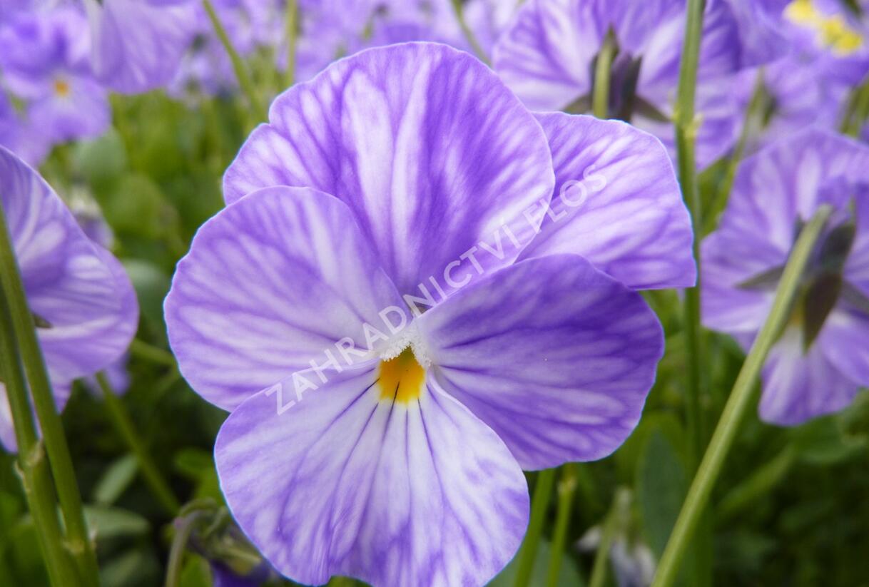Violka australská, břečťanolistá 'Columbine' - Viola hederacea 'Columbine'