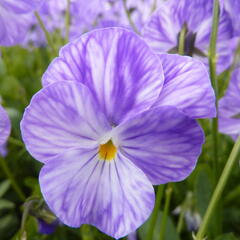 Violka australská, břečťanolistá 'Columbine' - Viola hederacea 'Columbine'