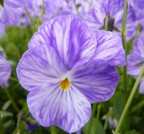 Violka australská, břečťanolistá 'Columbine' - Viola hederacea 'Columbine'