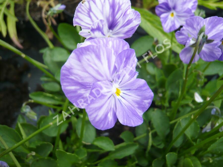 Violka australská, břečťanolistá 'Columbine' - Viola hederacea 'Columbine'