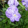 Violka australská, břečťanolistá 'Columbine' - Viola hederacea 'Columbine'