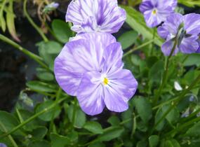 Violka australská, břečťanolistá 'Columbine' - Viola hederacea 'Columbine'
