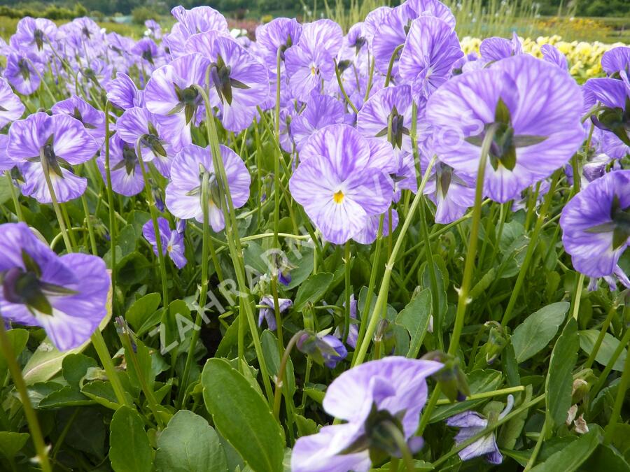 Violka australská, břečťanolistá 'Columbine' - Viola hederacea 'Columbine'