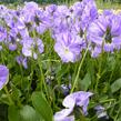 Violka australská, břečťanolistá 'Columbine' - Viola hederacea 'Columbine'