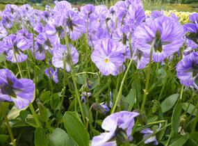 Violka australská, břečťanolistá 'Columbine' - Viola hederacea 'Columbine'