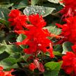 Šalvěj zářivá 'Flamex' - Salvia splendens 'Flamex'