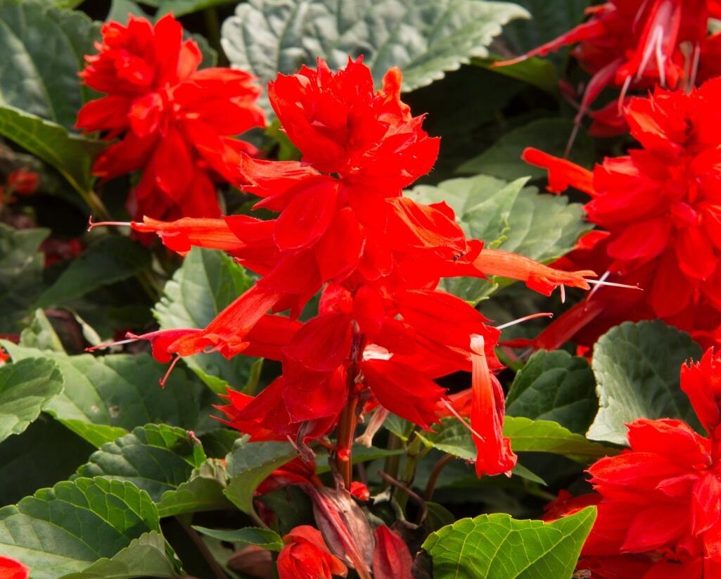 Šalvěj zářivá 'Flamex' - Salvia splendens 'Flamex'