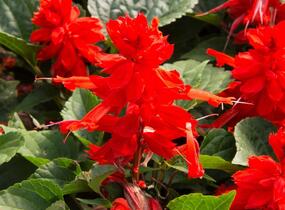 Šalvěj zářivá 'Flamex' - Salvia splendens 'Flamex'