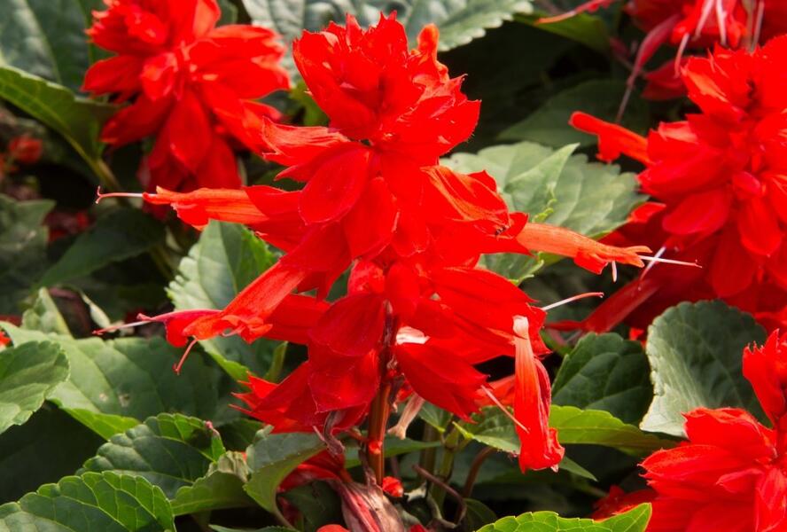 Šalvěj zářivá 'Flamex' - Salvia splendens 'Flamex'