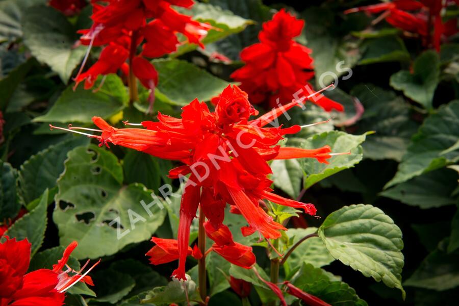 Šalvěj zářivá 'Flamex' - Salvia splendens 'Flamex'