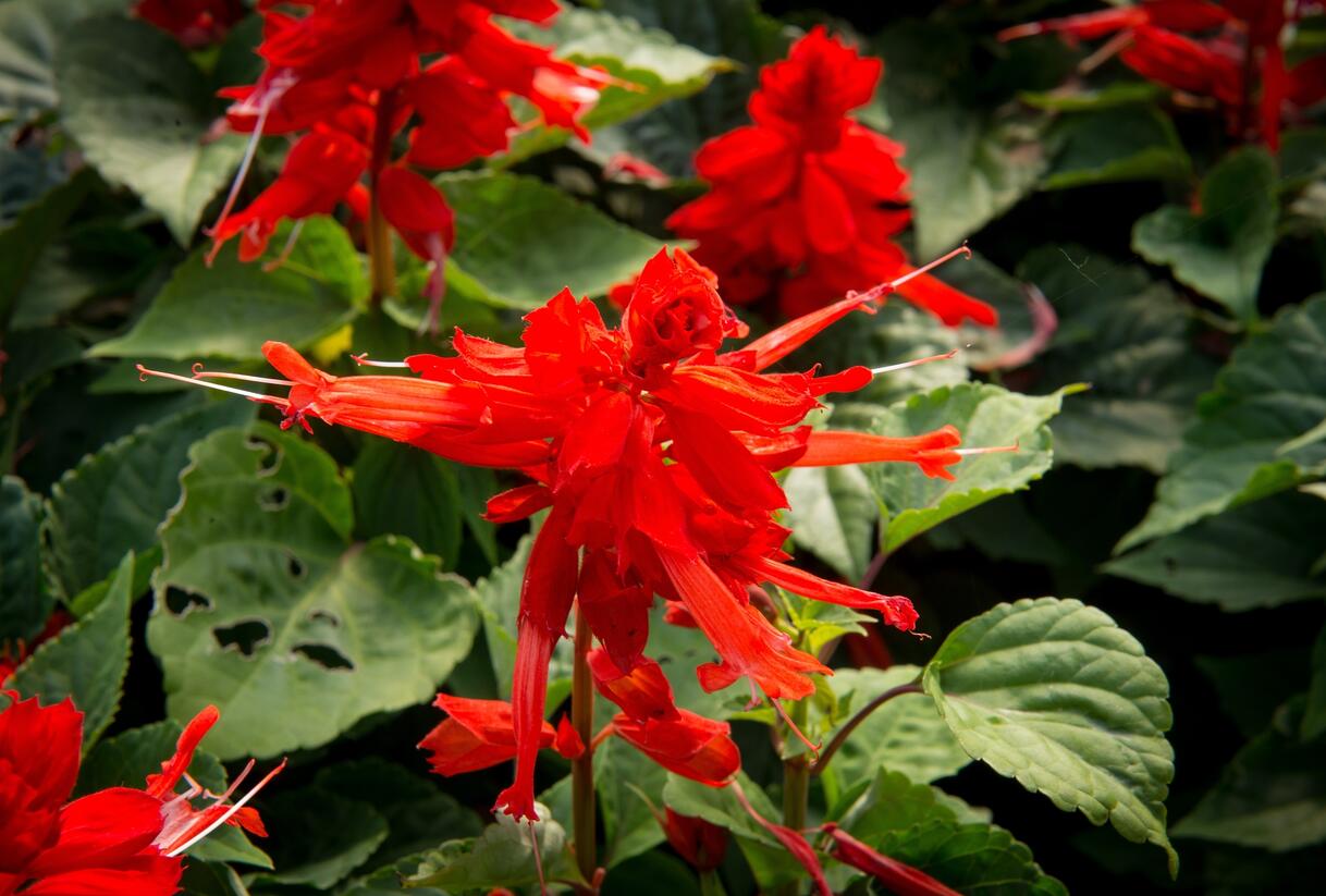 Šalvěj zářivá 'Flamex' - Salvia splendens 'Flamex'