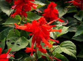 Šalvěj zářivá 'Flamex' - Salvia splendens 'Flamex'