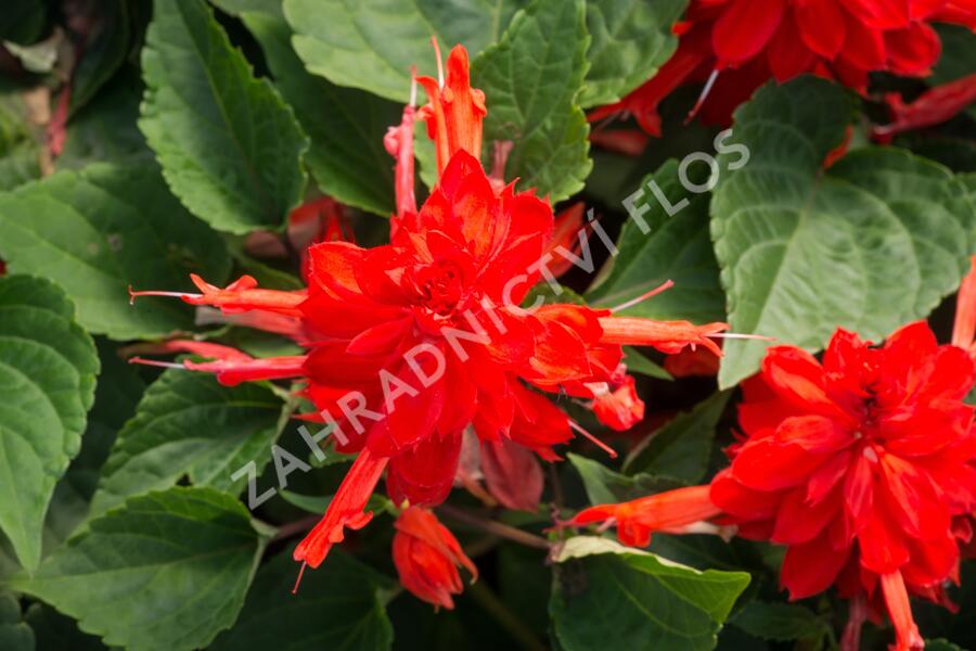 Šalvěj zářivá 'Flamex' - Salvia splendens 'Flamex'