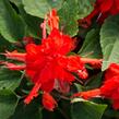 Šalvěj zářivá 'Flamex' - Salvia splendens 'Flamex'