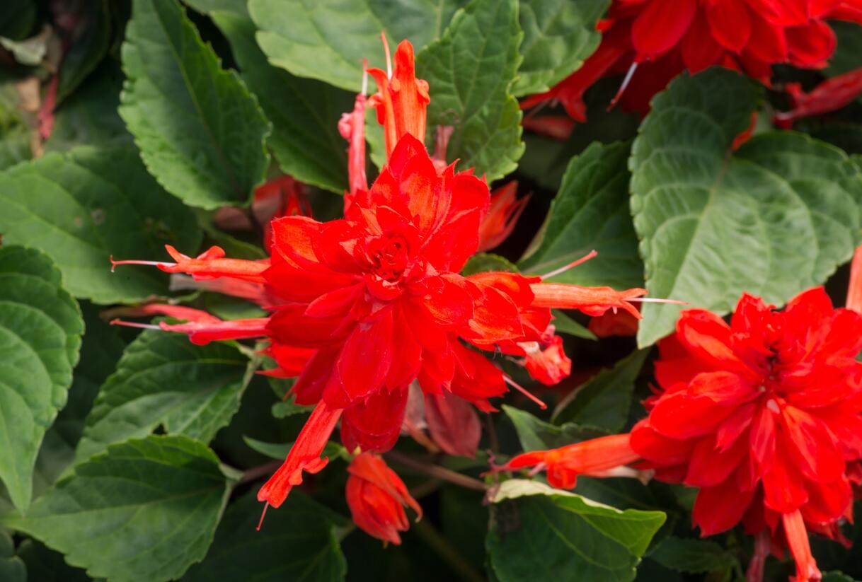 Šalvěj zářivá 'Flamex' - Salvia splendens 'Flamex'