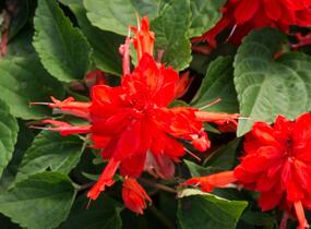 Šalvěj zářivá 'Flamex' - Salvia splendens 'Flamex'