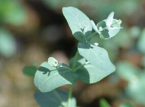 Blahovičník Gunnův - Eucalyptus gunnii
