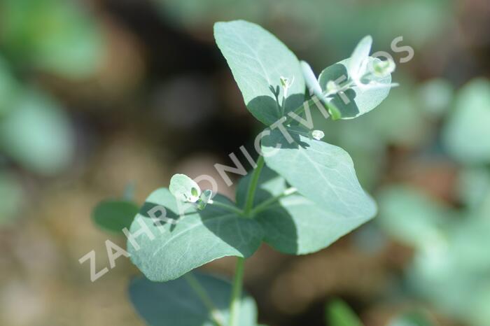 Blahovičník Gunnův - Eucalyptus gunnii