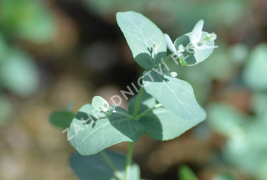 Blahovičník Gunnův - Eucalyptus gunnii