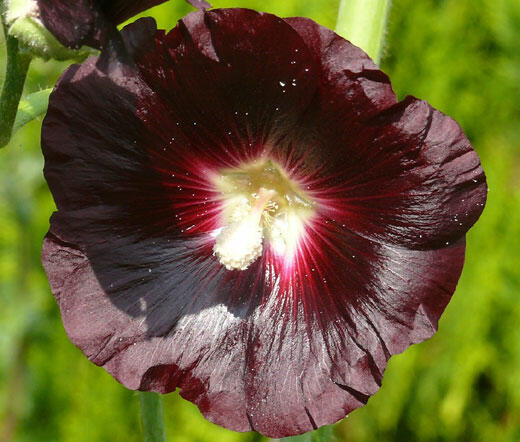 Topolovka růžová var. nigra - Alcea rosea var. nigra
