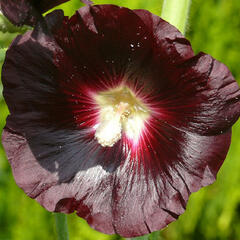 Topolovka růžová var. nigra - Alcea rosea var. nigra