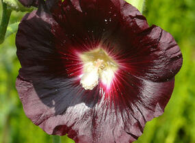 Topolovka růžová var. nigra - Alcea rosea var. nigra