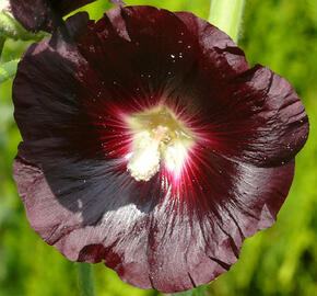 Topolovka růžová var. nigra - Alcea rosea var. nigra