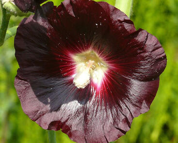 Topolovka růžová var. nigra