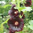 Topolovka růžová var. nigra - Alcea rosea var. nigra