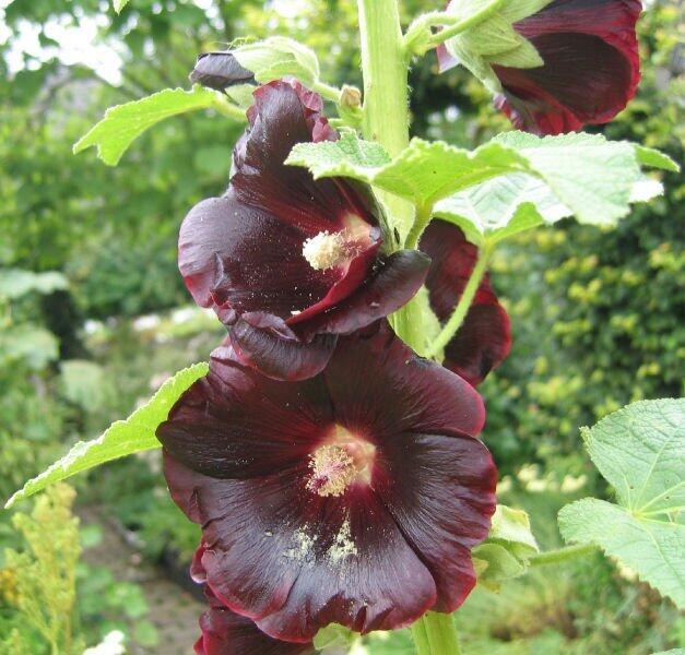 Topolovka růžová var. nigra - Alcea rosea var. nigra