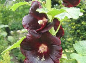 Topolovka růžová var. nigra - Alcea rosea var. nigra