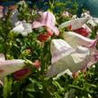 Dračík 'Phoenix Appleblossom' - Penstemon hartwegii 'Phoenix Appleblossom'