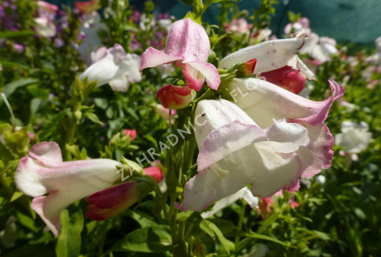 Dračík 'Phoenix Appleblossom' - Penstemon hartwegii 'Phoenix Appleblossom'
