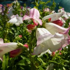 Dračík 'Phoenix Appleblossom' - Penstemon hartwegii 'Phoenix Appleblossom'