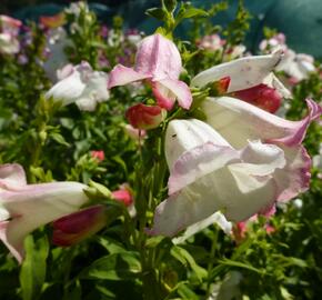 Dračík 'Phoenix Appleblossom' - Penstemon hartwegii 'Phoenix Appleblossom'